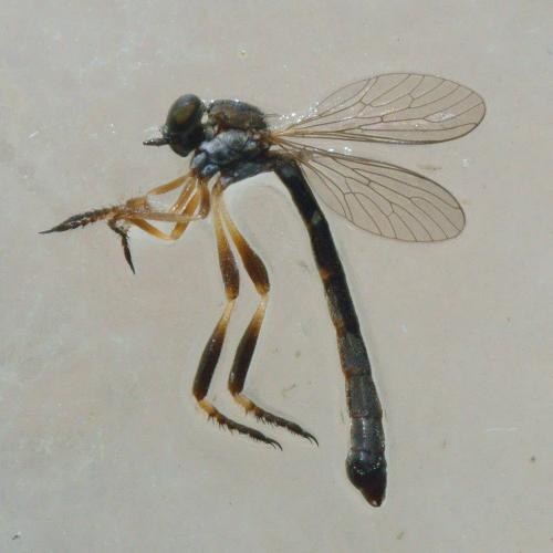 Réf. 284 638 : Leptogaster sp.